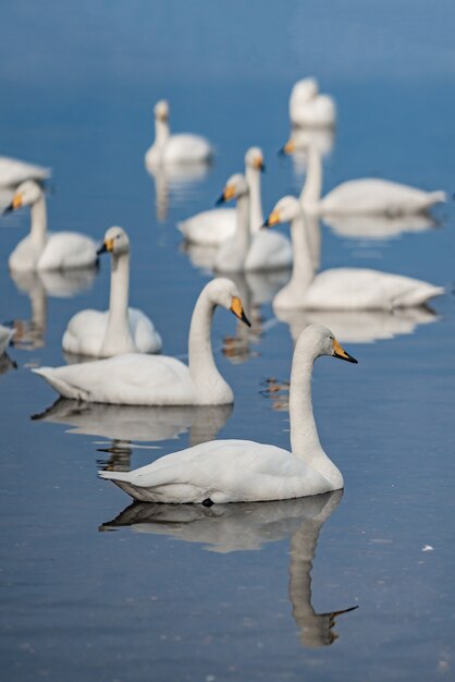 Goose Soak In Winter Lake