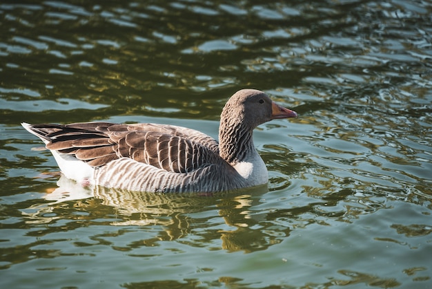 都市公園の湖で泳ぐガチョウ