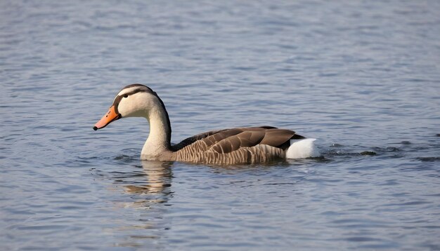 Goose swimming in the lake