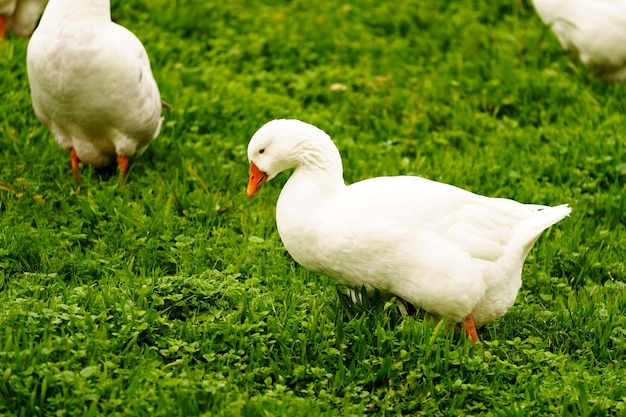 Goose walking in the grass