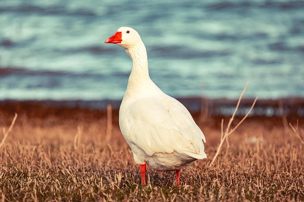 Photo goose walking on grass