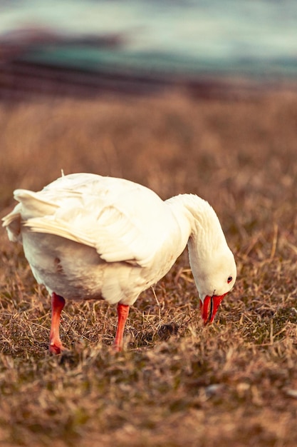 Photo goose walking on grass