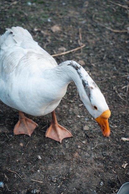 The goose walks around the paddock