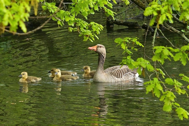 goose on the water