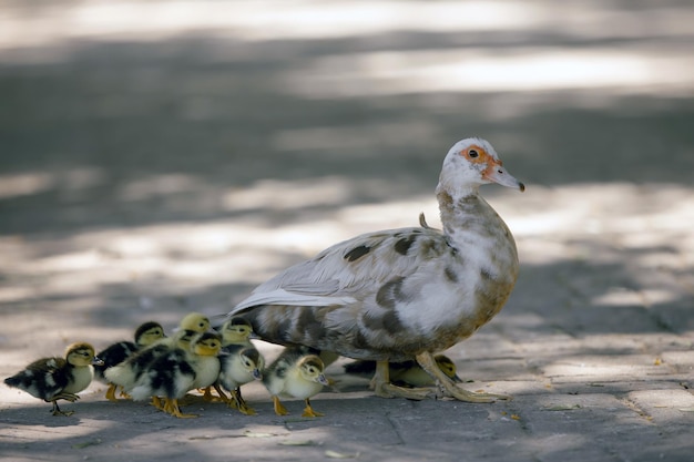 A goose with goslings crosses the road in the park