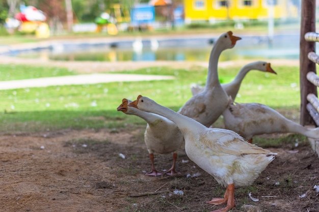 Goose in the zoo