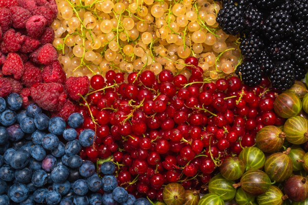 Gooseberries, blueberries, mulberry, raspberries, white and red currants.