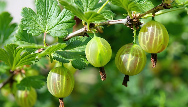 Photo gooseberries on the bush detail view green fruits