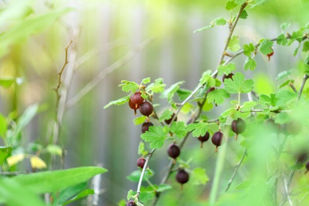 Photo gooseberries growing in the garden agriculture farming summer food organic farm selective focus