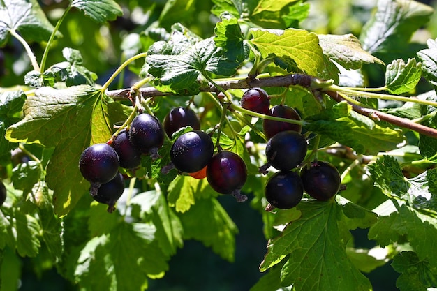 gooseberries in the home garden