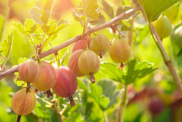 Gooseberries with green leaves on a branch sunny