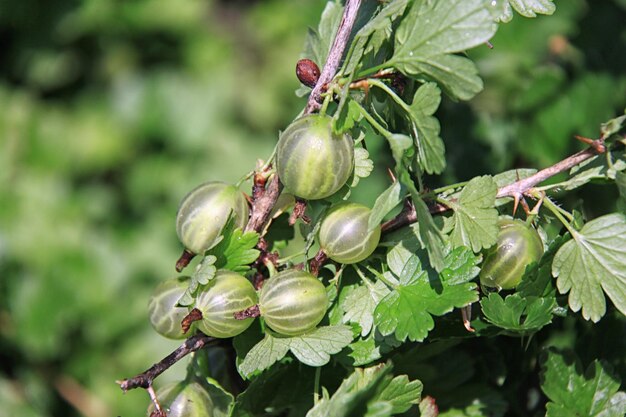 Gooseberries