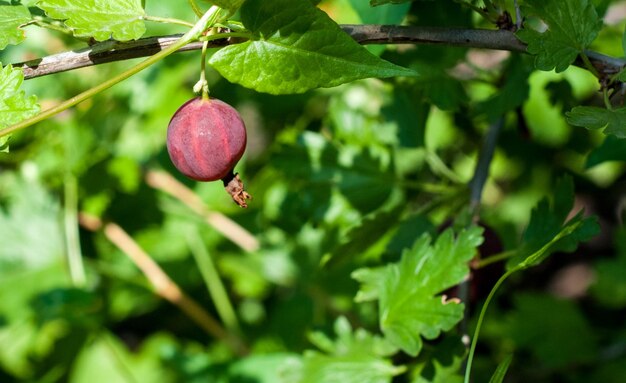 Gooseberry berries hanging on a branch