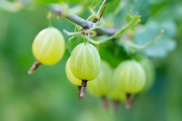 Bacche di uva spina ribes uvacrispa