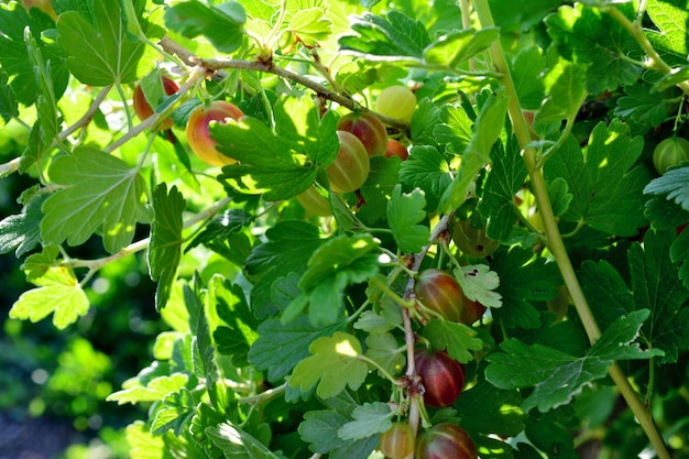 gooseberry on the branch on the bush in the garden in sunny day