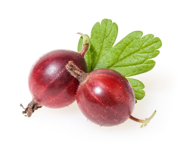 Gooseberry isolated on white background