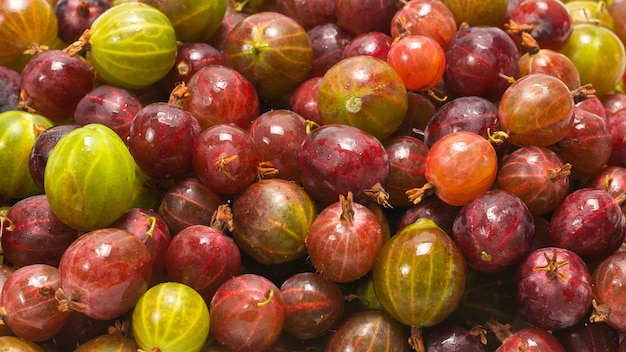 Photo gooseberry isolated on white