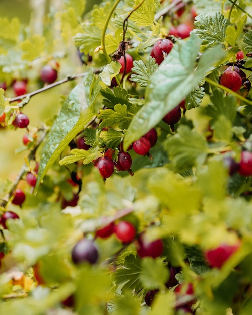 gooseberry iv