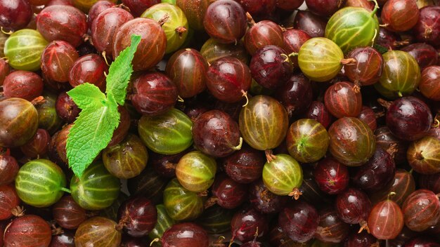 Gooseberry and mint  as a background.