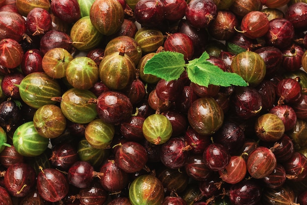 Gooseberry and mint as a background