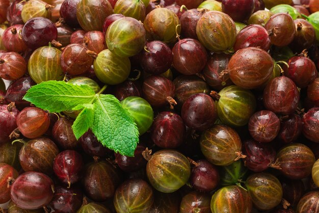 Gooseberry and mint isolated on white background. Top view.