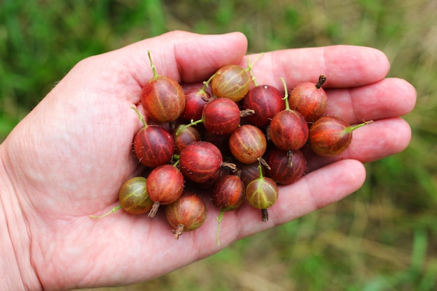 Gooseberry in the palm or hand of a man