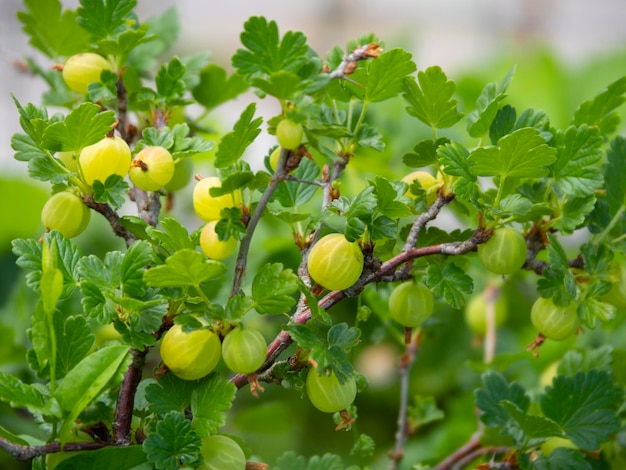 The gooseberry Ribes uvacrispa Bush with the berries in Greece