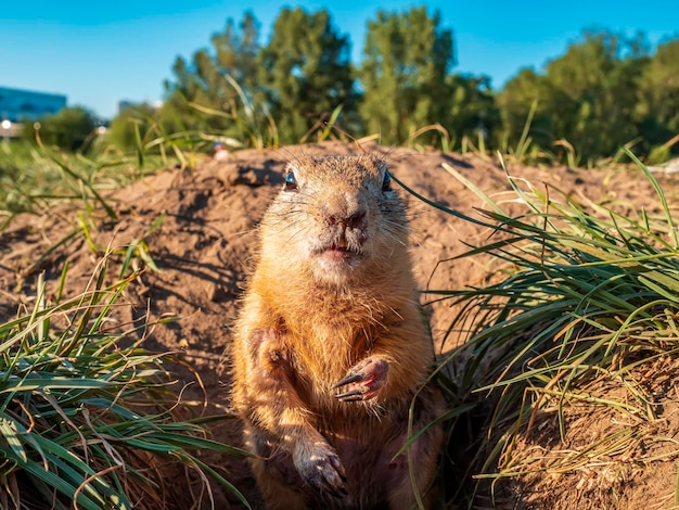 The gopher is leaned out of its hole and looking at the camera on the grassy meadow