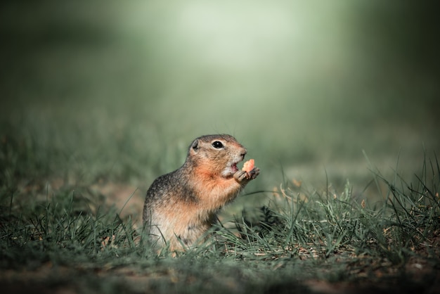 Gopherは緑の芝生に立っています。