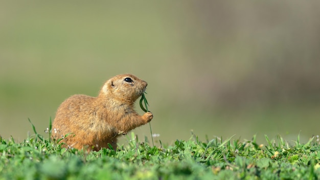 Gopher Spermophilus pygmaeus는 발로 풀을 들고 있습니다.