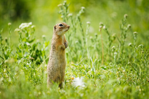 Gopher