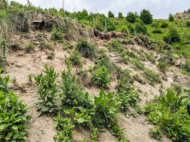 KalaKulak峡谷KabardinoBalkariaロシアの草の中のホリネズミ