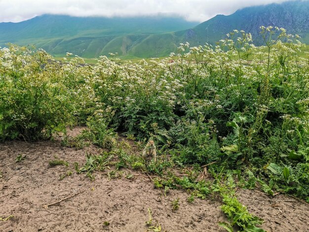 Gophers in the grass in the KalaKulak gorge KabardinoBalkaria Russia