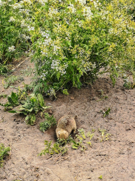 KalaKulak峡谷KabardinoBalkariaロシアの草の中のホリネズミ