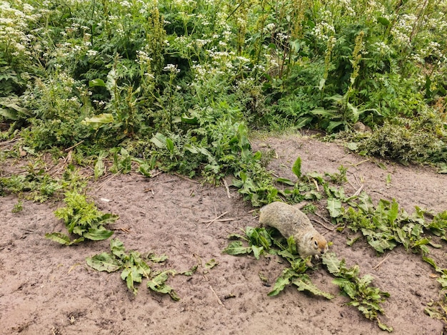 Gophers in het gras in de KalaKulak-kloof KabardinoBalkarië Rusland