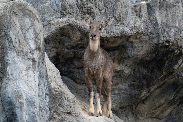 In piedi goral sulla roccia