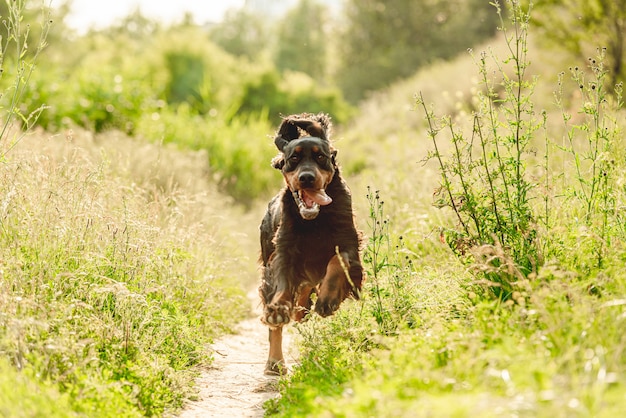 Gordon setter dog running on nature