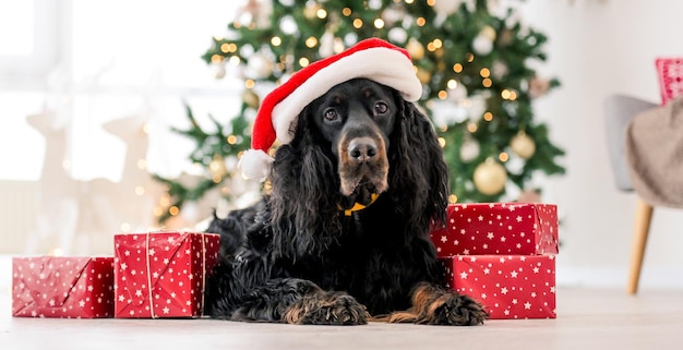 Gordon setter dog wearing santa hat in christmas time with gifts at home holidays portrait purebred