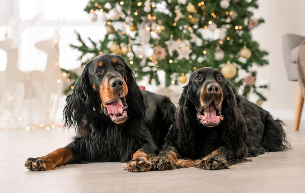 Gordon setter honden in de kersttijd