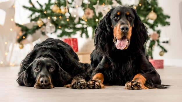 Gordon setter honden in de kersttijd