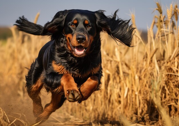 A gordon setter participating in a field trial showcasing its hunting skills