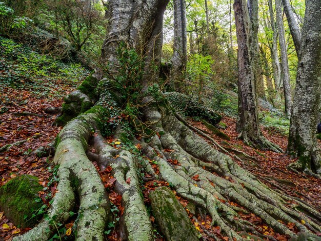 Gorgeous autumn beech forest in Grevolosa Forest Catalonia Spain