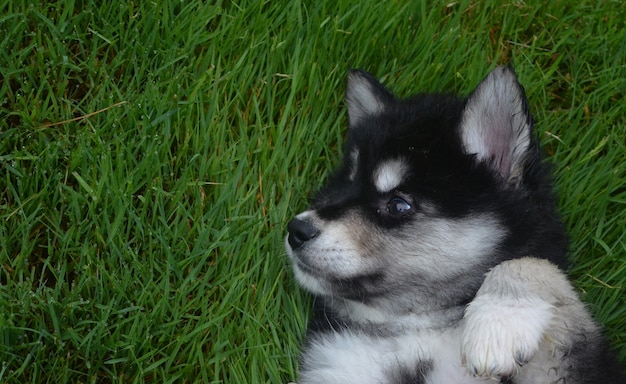 Gorgeous black and white alusky puppy dog playing on his back.