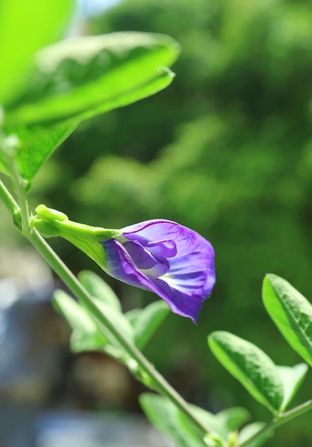 Gorgeous Blooming Butterfly Pea or Aparajita Flower in the Sunlight