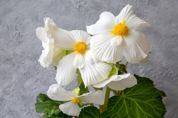 Gorgeous blooming white tuberous begonia Floriculture hobby houseplants