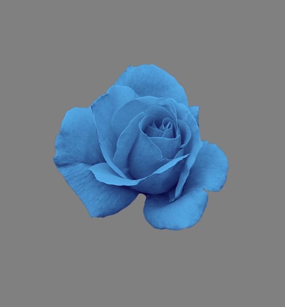 Gorgeous blue rose isolated on white background