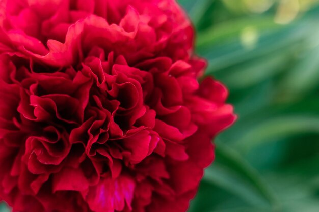 Gorgeous bright red burgundy peony with green leaves blossoming in garden. Gardening, botany. Close up, soft focus.