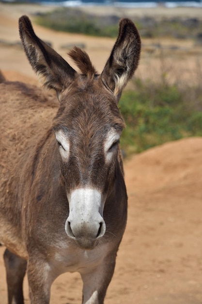 Gorgeous brown and white wild donkey in aruba