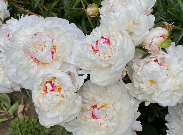 Gorgeous buds of unusual white peony flowers close up. Fresh bush of peonies.