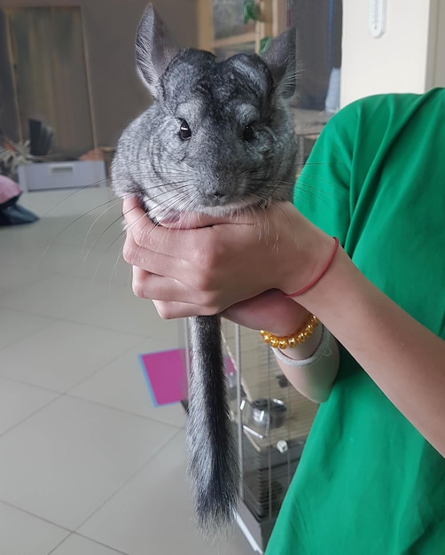 Gorgeous chinchilla in the hands of a teenager